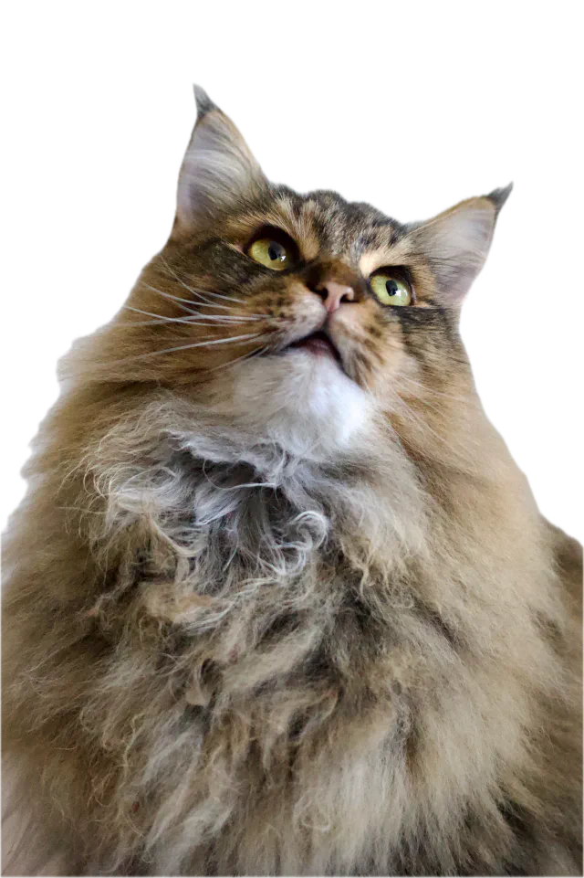 The cat from the sample photo with its background removed